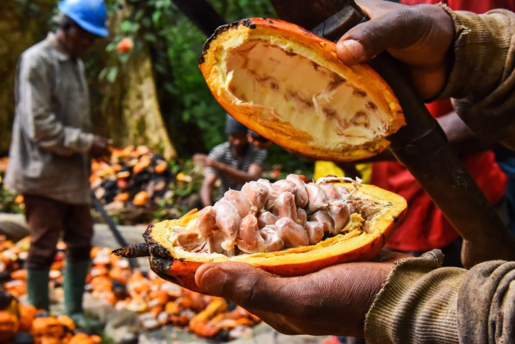 Cameroon’s Baka Farmers Show the World Cocoa Can Grow Without Killing the Rainforest