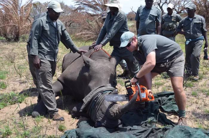 South Africa Marks World Rhino Day Amid Rising Poaching Crisis