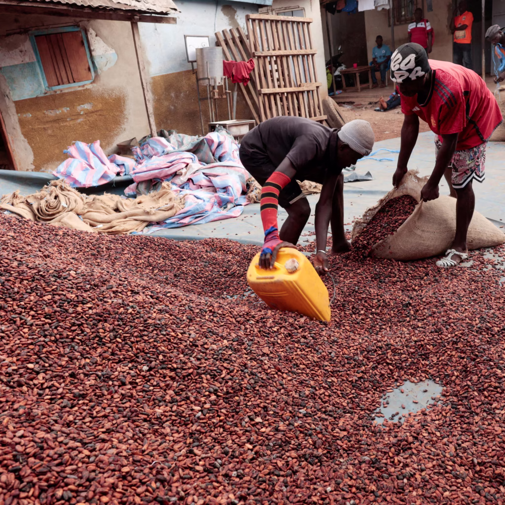 Cocoa Price Slump Leaves Ghana and Ivory Coast Farmers Struggling to Sell Harvest