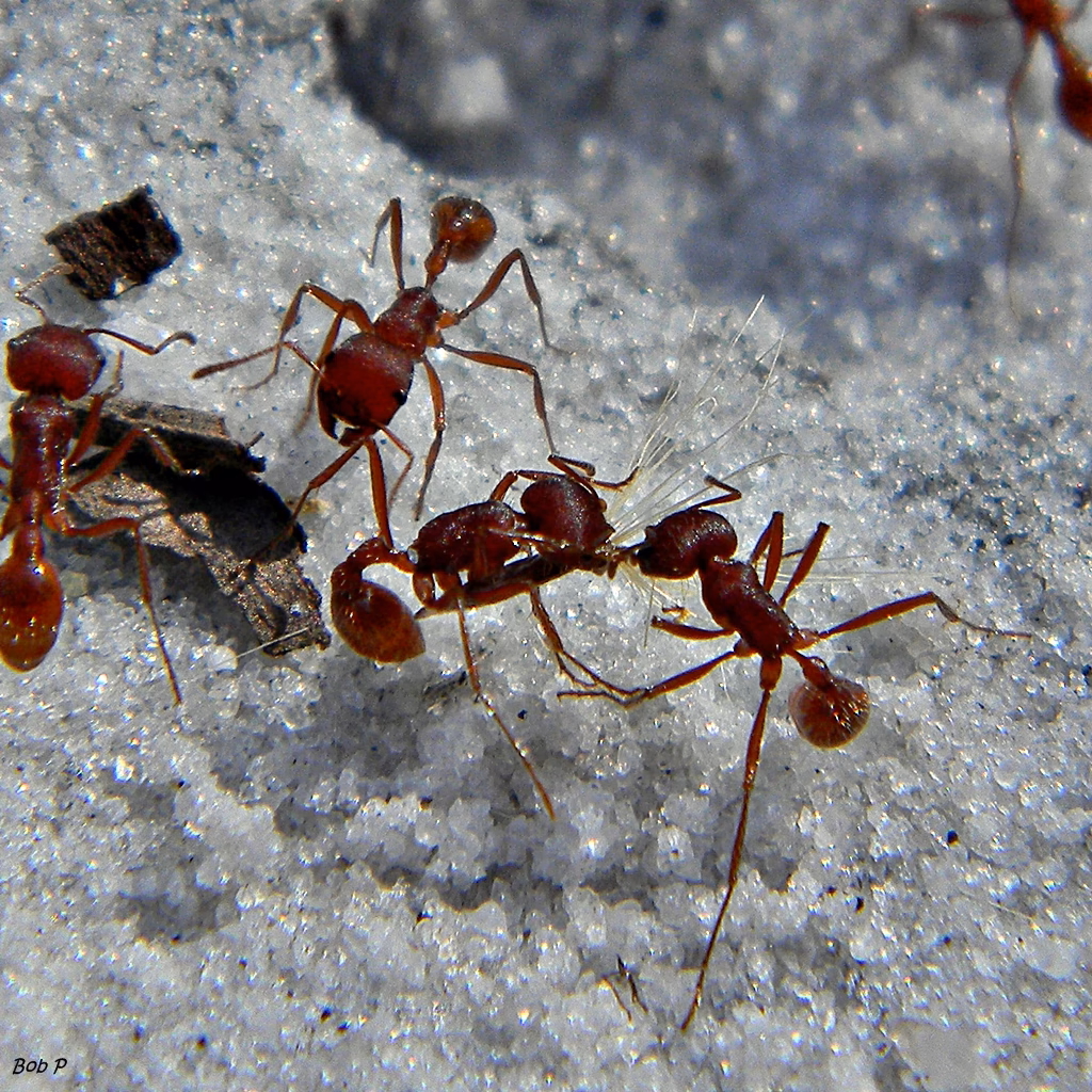 Kenya Battles Rising Smuggling of Rare Giant Harvester Ants