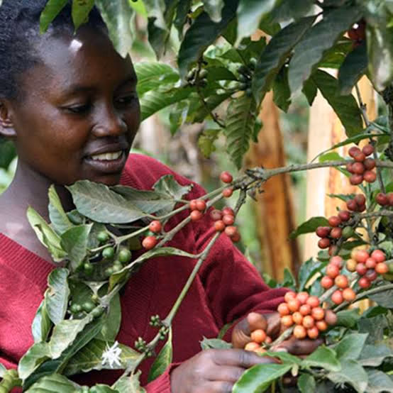 Uganda’s Coffee Export Earnings Fall 38% as Global Prices and Shipments Decline