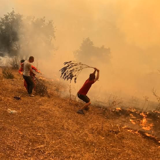 Algeria Moves to Introduce Death Penalty for Deliberate Forest Fires