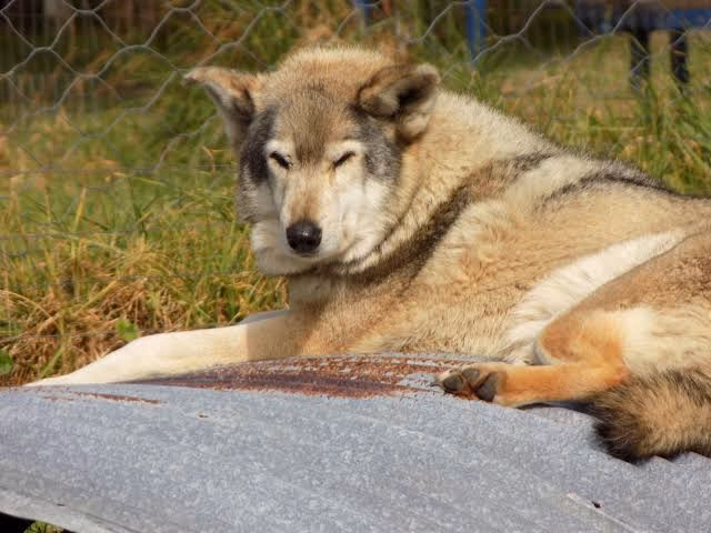 South Africa’s Wolf Sanctuaries Preserve a Dark Legacy of the Apartheid Era