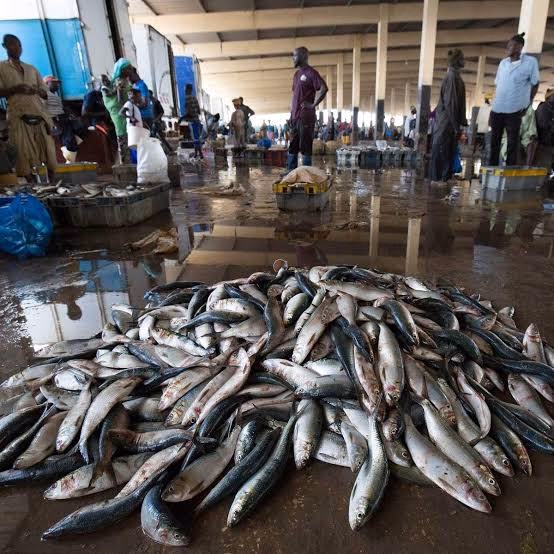 Deforestation Threatens Fish Stocks and Livelihoods Along Central African River